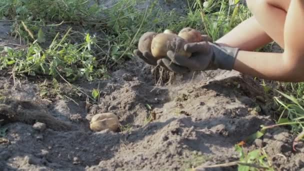 Skörda potatis på gården — Stockvideo