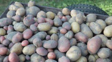 Çiftlikte patates hasat