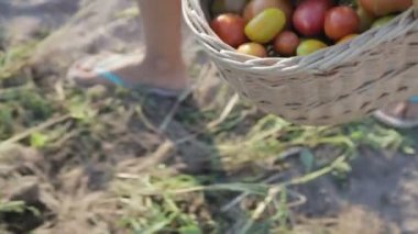 Kız çiftçi bir sepet domates alır ve mutfak Bahçe, sepeti yukarı taşır