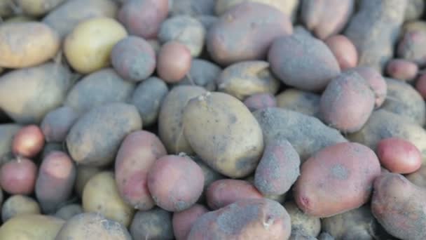 Colheita de potatoe na fazenda — Vídeo de Stock
