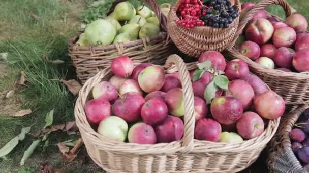 Nature morte de la récolte automnale de légumes et fruits — Video