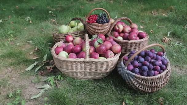 Natureza morta da colheita de outono de verduras e frutos — Vídeo de Stock