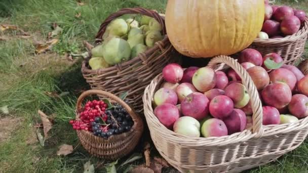 Натюрморт с осеннего урожая овощей и фруктов — стоковое видео