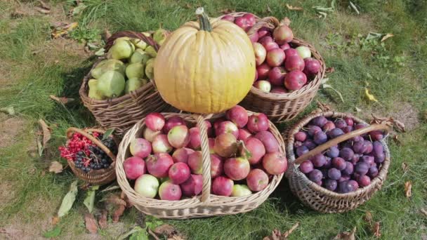 Nature morte de la récolte automnale de légumes et fruits — Video