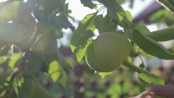 Äpfel im Garten ernten — Stockvideo