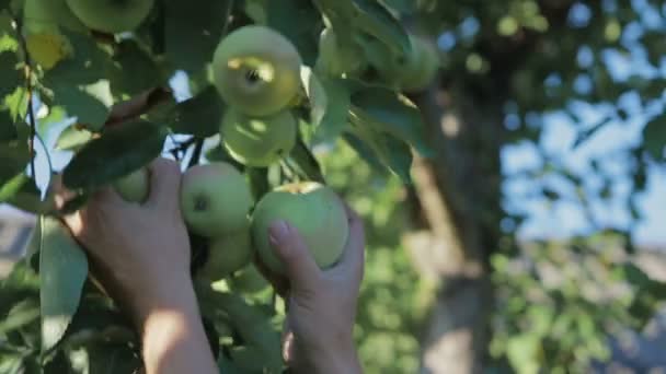 Äpfel im Garten ernten — Stockvideo