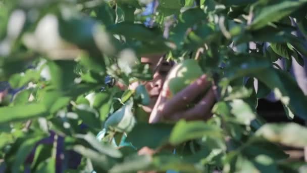 Збирання яблук в саду — стокове відео