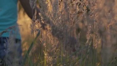 Sahada uzun otların açık havada doğa ile yürüyen güzel genç kadın