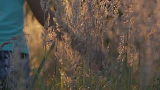 Mooie jonge vrouw lopen op het veld met hoog gras, genieten van de natuur buiten — Stockvideo