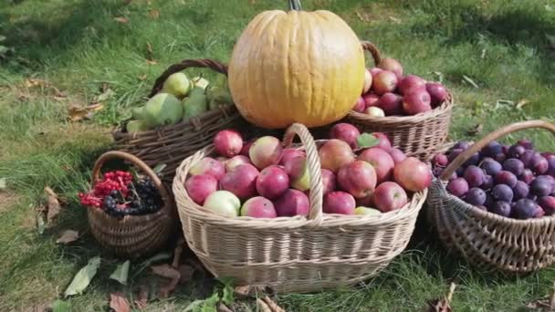 Bodegón de la cosecha otoñal de verduras y frutas — Vídeos de Stock