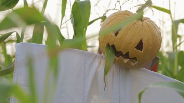 De viering van Halloween. Een vogelverschrikker met een Jack-lantaarn in plaats van een hoofd op een gebied van maïs — Stockvideo