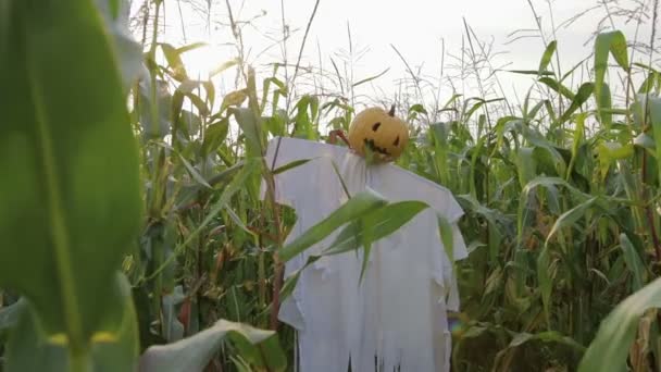 Празднование Хэллоуина. Пугало с фонарем Джека вместо головы, стоящей в поле кукурузы — стоковое видео
