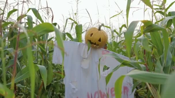 A celebração do Halloween. Um espantalho com uma lanterna Jack em vez de uma cabeça em pé em um campo de milho — Vídeo de Stock