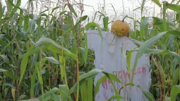 The celebration of Halloween. A Scarecrow with a Jack lantern instead of a head standing in a field of corn — Stock Video