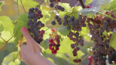 Olgun, sulu, mor üzüm hasat olduğunu. Yakın çekim