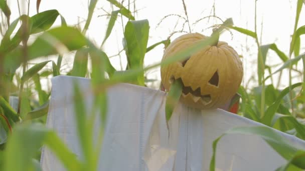 La celebración de Halloween. Un espantapájaros con una linterna Jack en lugar de una cabeza de pie en un campo de maíz — Vídeo de stock