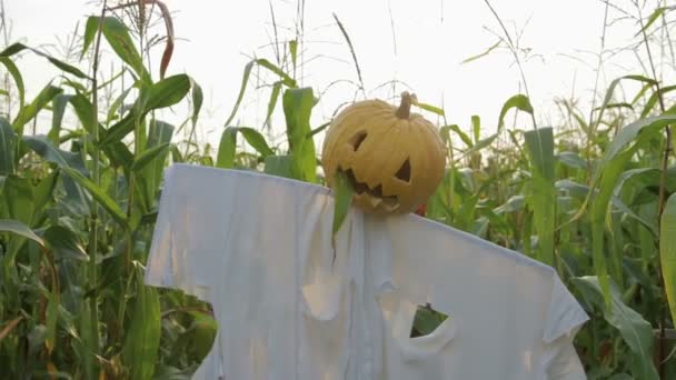 De viering van Halloween. Een vogelverschrikker met een Jack-lantaarn in plaats van een hoofd op een gebied van maïs — Stockvideo