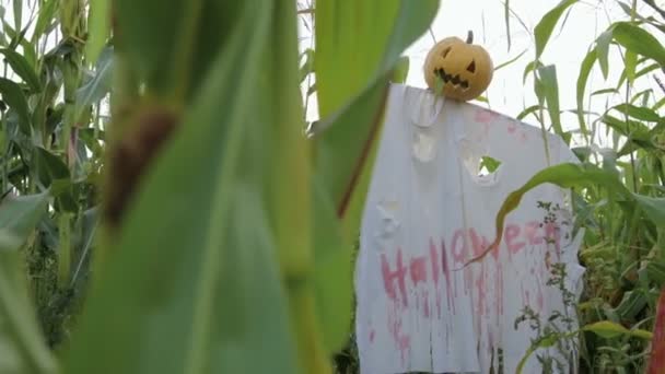 Célébration Halloween Épouvantail Jardin Avec Lanterne Jacks Lieu Tête Inscription — Video