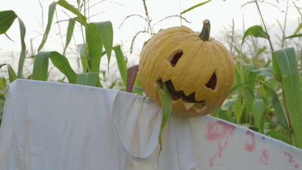 A celebração do Halloween. Um espantalho com uma lanterna Jack em vez de uma cabeça em pé em um campo de milho — Vídeo de Stock