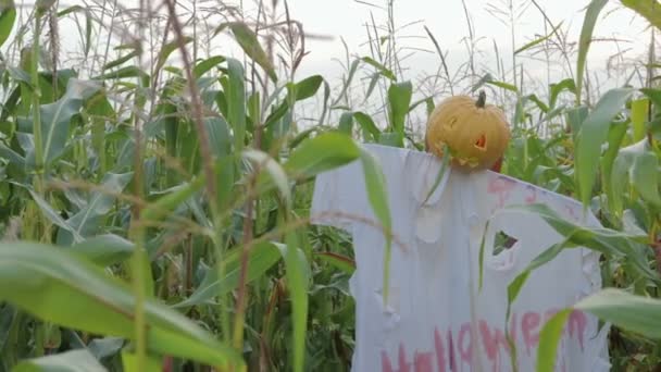 The celebration of Halloween. A Scarecrow with a Jack lantern instead of a head standing in a field of corn — Stock Video