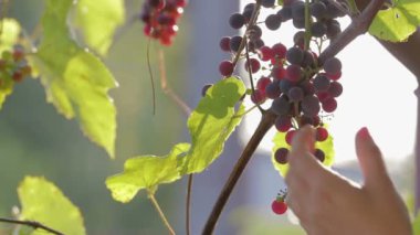 Winemaker kesim makası Olgun, organik asma, hasat ile el