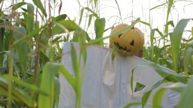 Cadılar bayramı kutlaması. Bir korkuluk yerine Mısır dolu bir alanda baş ayakta Jack fener ile