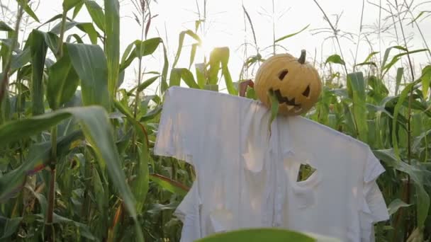 De viering van Halloween. Een vogelverschrikker met een Jack-lantaarn in plaats van een hoofd op een gebied van maïs — Stockvideo