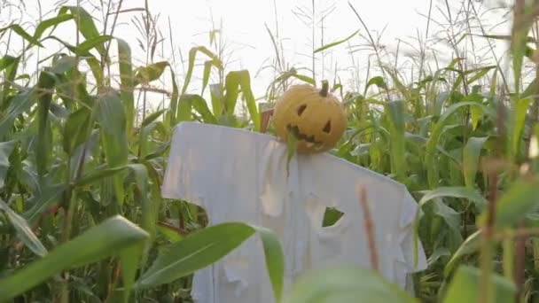 La celebración de Halloween. Un espantapájaros con una linterna Jack en lugar de una cabeza de pie en un campo de maíz — Vídeos de Stock