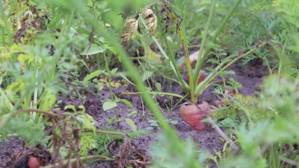 El granjero saca de la tierra una cosecha de zanahorias. Zanahorias ecológicas para una dieta saludable, el concepto de agricultura — Vídeos de Stock