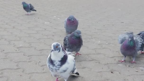 Many frozen, hungry pigeons walk on the pavement tiles in the city — Stock Video