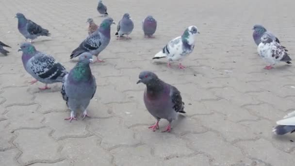 Vele bevroren, hongerig duiven lopen op de stoep tegels in de stad — Stockvideo