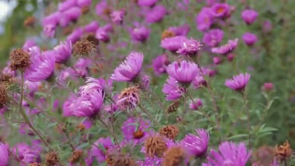 Sonbaharın Aster solmuş çiçekler — Stok video