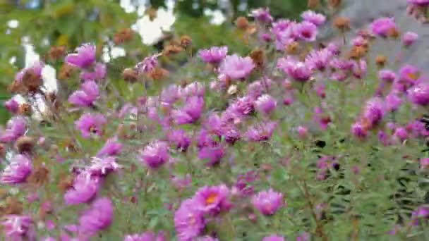 秋紫枯萎的花朵 — 图库视频影像