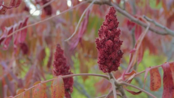 Bloemen en bladeren van een boom azijnzuur. Sumak rode schaduw beweegt uit de wind — Stockvideo