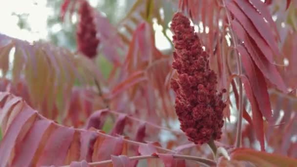 Bloemen en bladeren van een boom azijnzuur. Sumak rode schaduw beweegt uit de wind — Stockvideo