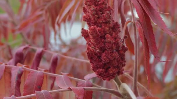 Blommor och blad av en ättiksyra träd. Sumac röd nyans flyttar från vinden — Stockvideo