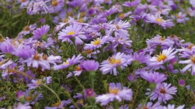 Çiçekler çok yıllık alp Aster