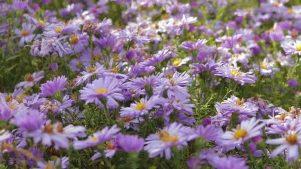 Flores perennes Astrofes alpinos — Vídeo de stock