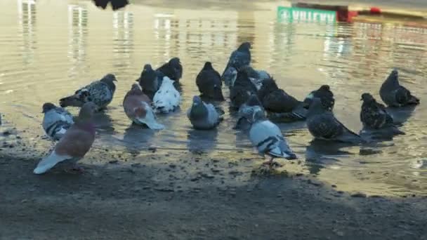 Een groep van stad Duiven Baden in een grote vuile Plas — Stockvideo