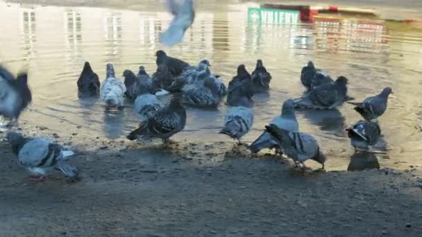 Skupina městské holuby koupat v velké špinavé kaluži — Stock video