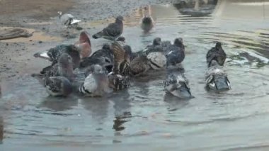Şehir güvercinleri yıkanmak büyük kirli su birikintisi içinde bir grup