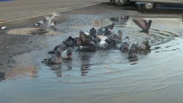 Een groep van stad Duiven Baden in een grote vuile Plas — Stockvideo