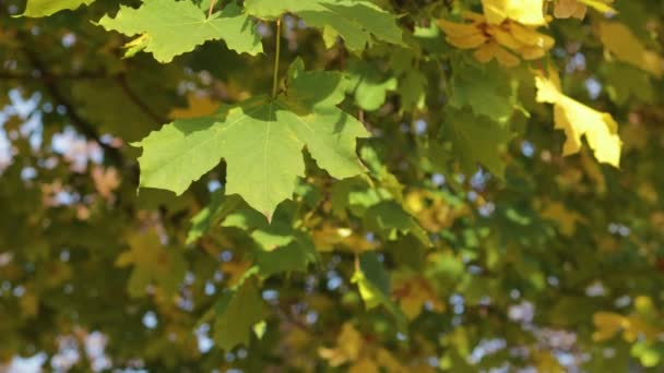 Желтые, оранжевые и зеленые кленовые листья висят на дереве и качаются на ветру. — стоковое видео