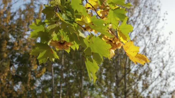 Желтые, оранжевые и зеленые кленовые листья висят на дереве и качаются на ветру. — стоковое видео