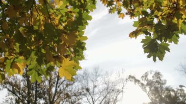 Mavi gökyüzü ve rüzgarda sallanan karşı ağaçta asmak sarı, turuncu ve yeşil akçaağaç yaprakları