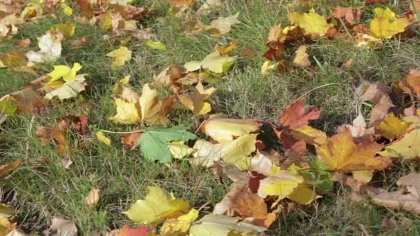 Жовте, помаранчеве і червоне кленове листя лежить на траві в осінньому парку — стокове відео