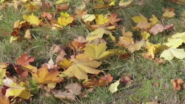 Daun maple kuning, oranye dan merah tergeletak di rumput pada musim gugur Park — Stok Video