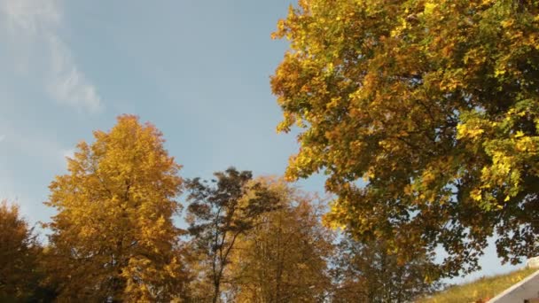 Grand érable aux feuilles jaunes et orange sur fond bleu ciel — Video