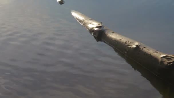 En gammal logg som skadats av barkborrar ligger i floden. Vattnet sköljer trädet i vågor — Stockvideo