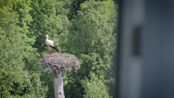 Uitzicht vanaf het hotel venster inzake de status van de witte ooievaar in het nest — Stockvideo